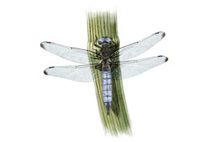 Libellule fauve (Libellula fulva) © Claire Motz Illustration