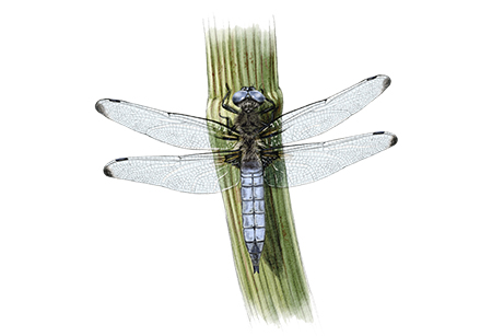 Libellule fauve (Libellula fulva) © Claire Motz Illustration