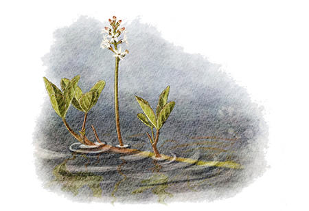 Trèfle d’eau (Menyanthes trifoliata) © Claire Motz Illustration