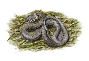 Couleuvre à collier (Natrix natrix) © Claire Motz Illustration