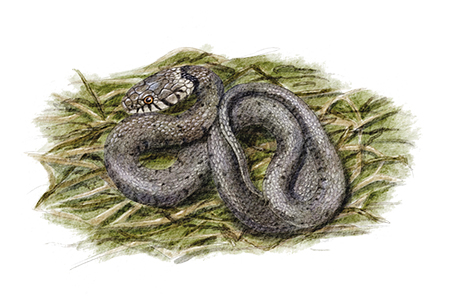 Couleuvre à collier (Natrix natrix) © Claire Motz Illustration
