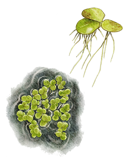 Lentille d’eau à plusieurs racines (Spirodela polyrhiza) © Claire Motz Illustration