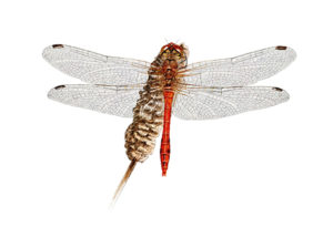 Sympétrum rouge sang (Sympetrum sanguineum) © Claire Motz Illustration