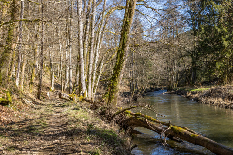 l'Ourthe dans la r&eacute;serve naturelle Au B&eacute;olin &agrave; Brisy.