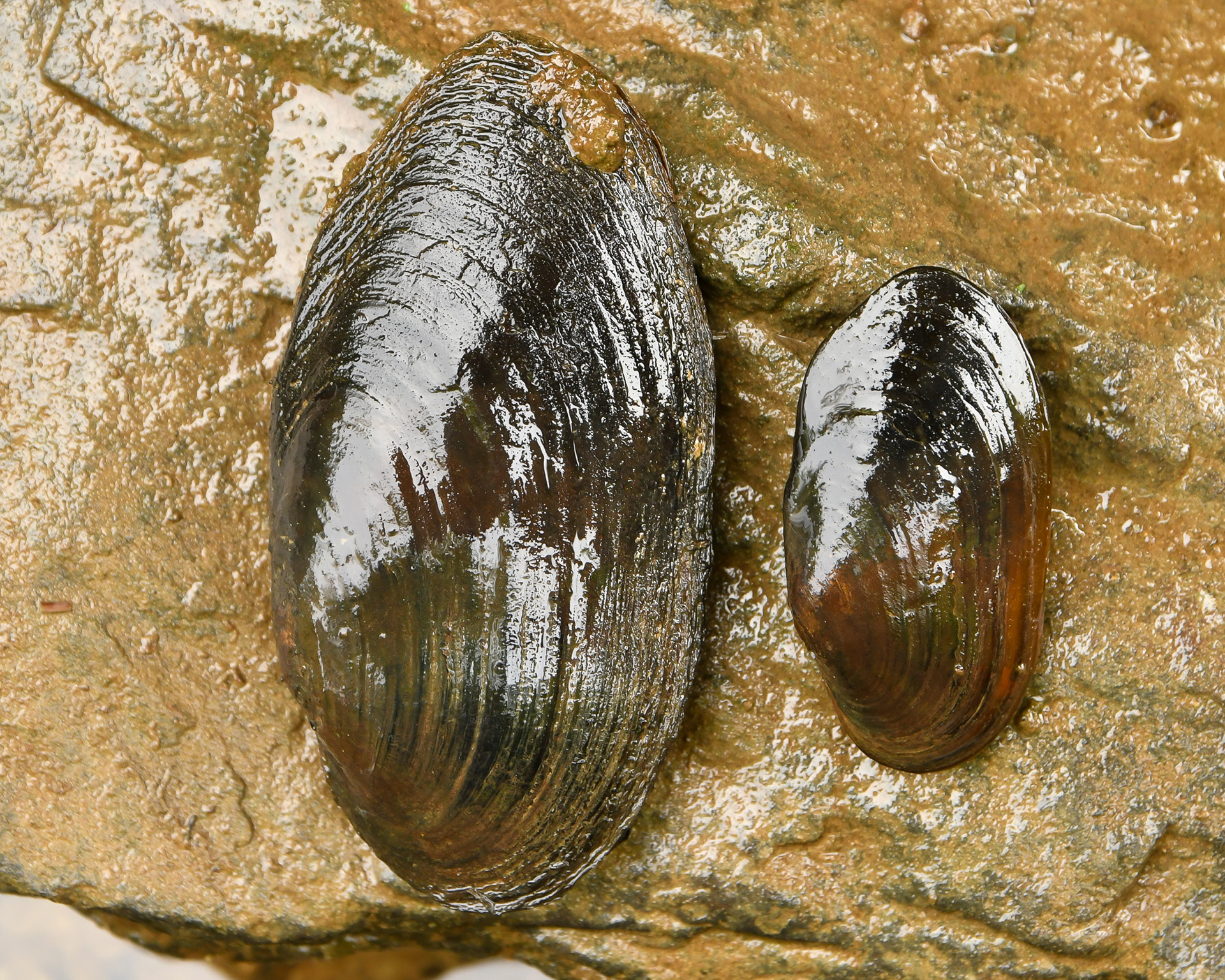 La moule perlière (Margaritifera margaritifera) - photo : Ruddy Cors