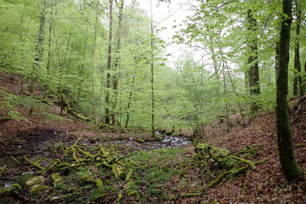 Ancienne ardoisière des Collard avant les traveaux de restauration &eacute;cologique &copy; Thomas Henneresse