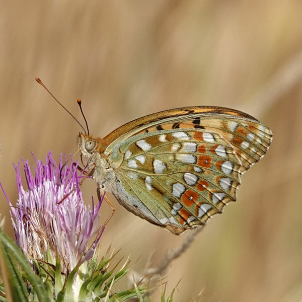 le Moyen Nacr&eacute; (Fabriciana adippe)