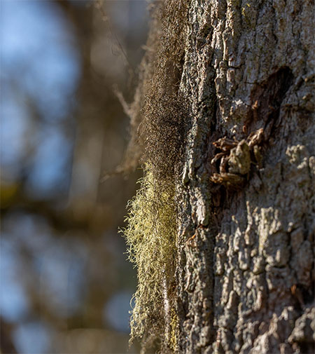 Bryorie fauve (Bryoria fuscescens) et Usn&eacute;e filipendule (Usnea dasypoga), les lichens de la famille des Parmeliaceae