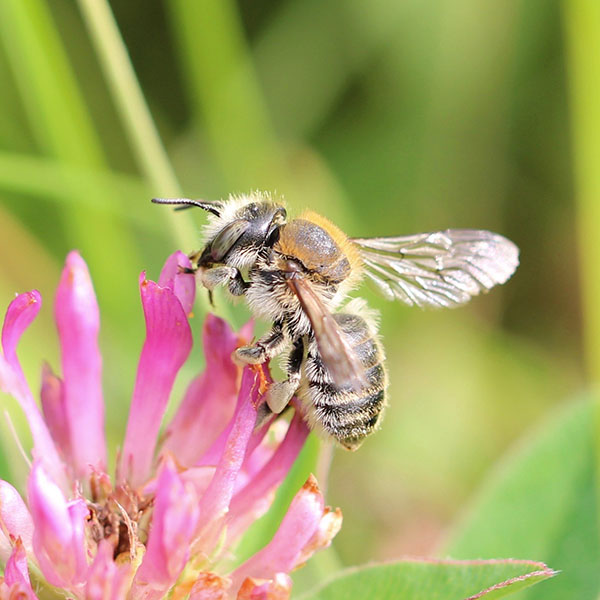 Trachuse commune (Trachusa byssina)