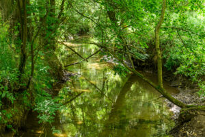 Réserve naturelle de la vallée de la Trouille (Givry) - Ardenne & Gaume ASBL © Christophe Danaux