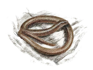 Orvet fragile (Anguis fragilis) © Claire Motz Illustration
