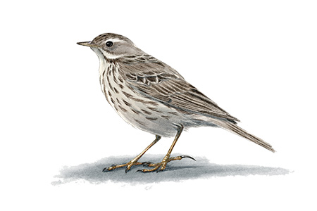 Anthus pratensis Pipit farlouse &copy; Claire Motz Illustration