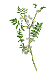 Ache faux-cresson (Apium nodiflorum) © Claire Motz Illustration
