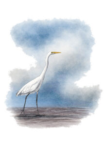 Grande aigrette (Ardea alba) © Claire Motz Illustration