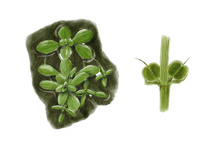 Callitriche platycarpa - Callitriche &agrave; fruits plats &copy; Claire Motz Illustration