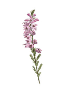 Calluna vulgaris - Callune fausse-bruyère © Claire Motz Illustration
