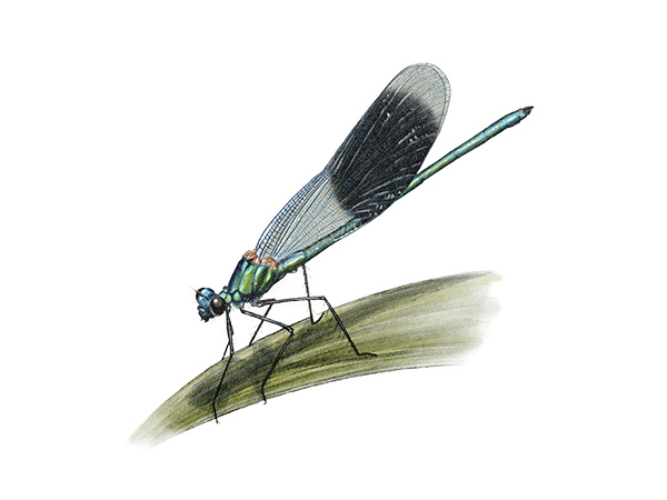 Calopteryx splendens - Calopt&eacute;ryx &eacute;clatant &copy; Claire Motz Illustration