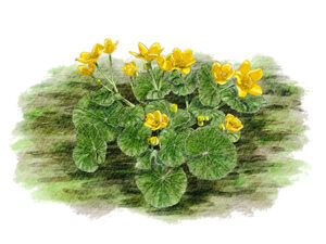 Populage des marais (Caltha palustris) © Claire Motz Illustration