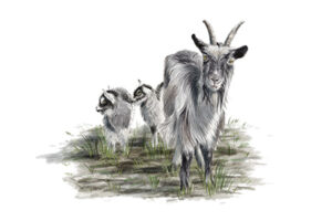 Chèvre des fossés © Claire Motz Illustration