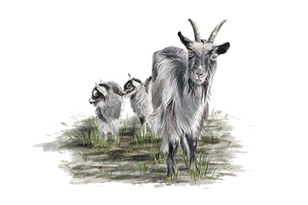 Ch&egrave;vre des foss&eacute;s&nbsp; &copy; Claire Motz Illustration
