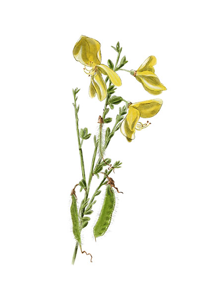 Gen&ecirc;t &agrave; balais - Cytisus scoparius &copy; Claire Motz Illustration