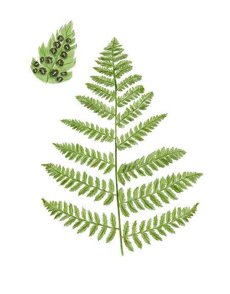 Dryopteris carthusiana - Dryopt&eacute;ris des chartreux &copy; Claire Motz Illustration