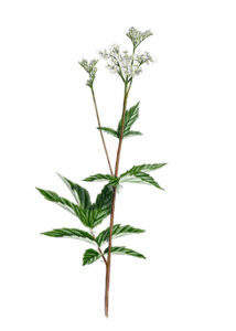 Reine-des-prés (Filipendula ulmaria) © Claire Motz Illustrration