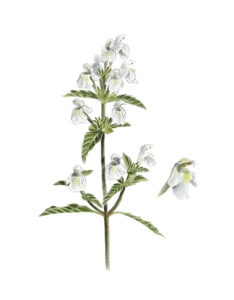 Galeopsis segetum - Galéopsis des moissons © Claire Motz Illustration