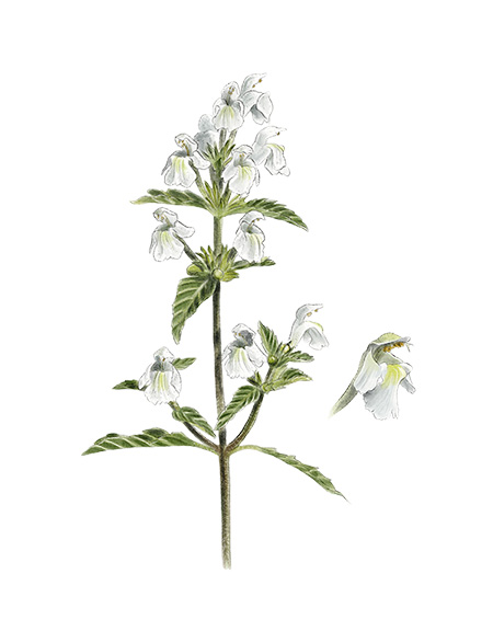 Galeopsis segetum - Gal&eacute;opsis des moissons &copy; Claire Motz Illustration