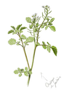 Cresson de fontaine (Nasturtium officinale) © Claire Motz Illustration