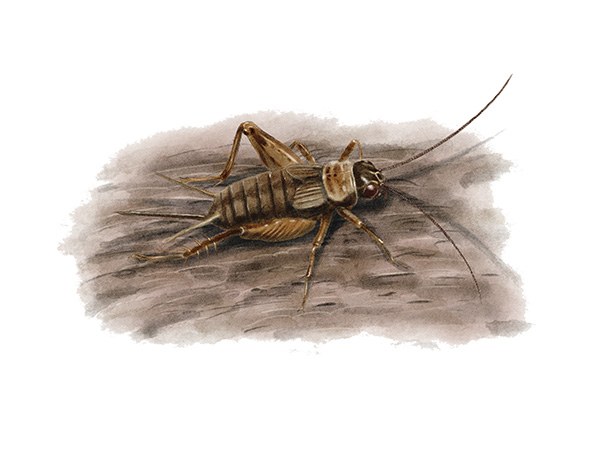 Nemobius sylvestris - Grillon des bois &copy; Claire Motz Illustration