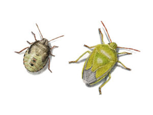 Piezodorus lituratus - Punaise des genêts © Claire Motz Illustration
