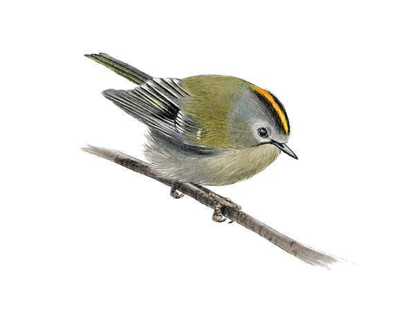 Roitelet hup&eacute; - Regulus regulus &copy; Claire Motz Illustration