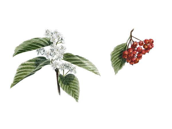 Alisier&nbsp;blanc - Sorbus aria &copy; Claire Motz Illustration