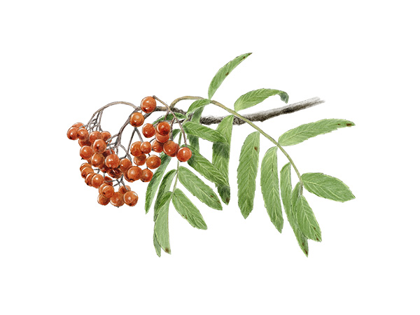 Sorbus aucuparia - Sorbier des oiseleurs &copy; Claire Motz Illustration