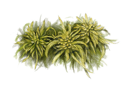 Sphaigne frang&eacute;e - Sphagnum fimbriatum &copy; Claire Motz Illustration