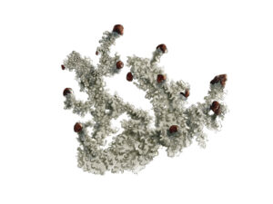 Stereocaulon dactylophyllum - Stéréocaule digité © Claire Motz Illustration