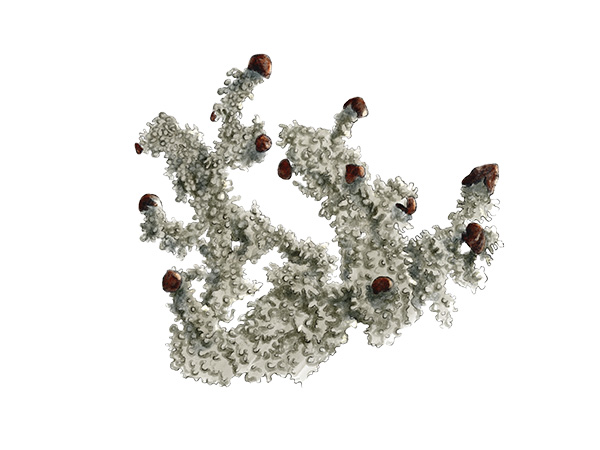 Stereocaulon dactylophyllum - St&eacute;r&eacute;ocaule digit&eacute; &copy; Claire Motz Illustration