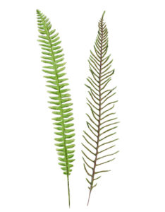 Struthiopteris spicant - Blechnum en épi © Claire Motz Illustration