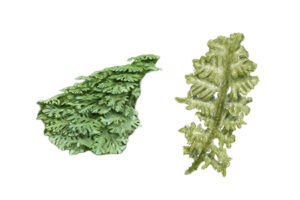 Trichocolea tomentella - Egipan laineux © Claire Motz Illustration