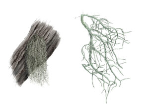 Usnée filipendule - Usnea dasypoga © Claire Motz Illustration