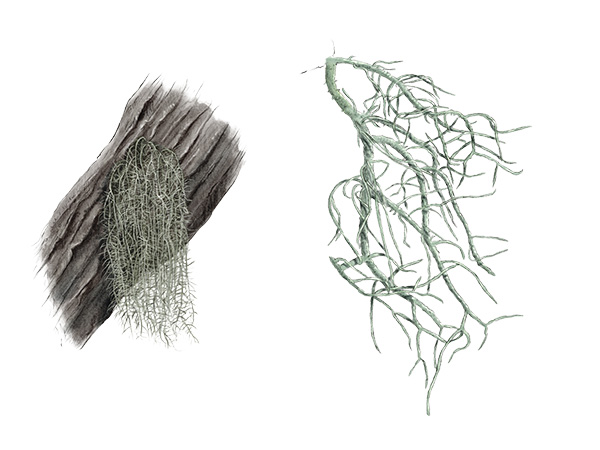 Usn&eacute;e filipendule - Usnea dasypoga &copy; Claire Motz Illustration
