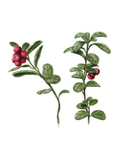 Vaccinium vitis-idaea - Airelle rouge © Claire Motz Illustration