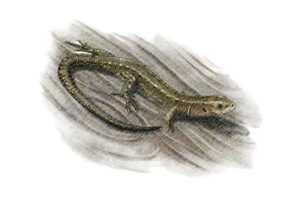 Zootoca vivipara - Lézard vivipare © Claire Motz Illustration