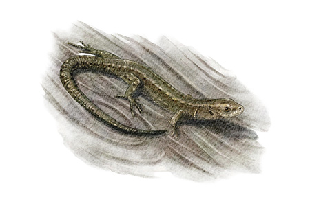 Zootoca vivipara - L&eacute;zard vivipare &copy; Claire Motz Illustration