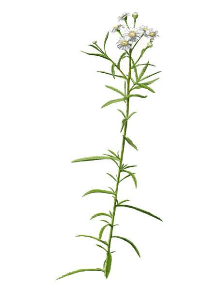 Achill&eacute;e sternutatoire (Achillea ptarmica) &copy; Claire Motz Illustration
