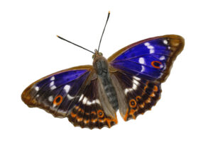 Petit mars changeant (Apatura ilia) © Claire Motz Illustration
