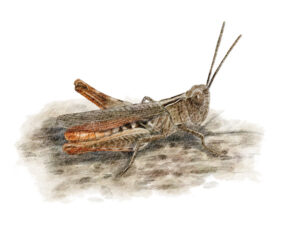 Criquet des pins (Chorthippus vagans) © Claire Motz Illustration