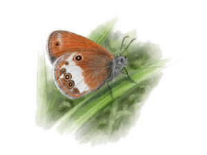 Céphale (Coenonympha arcania) © Claire Motz Illustration
