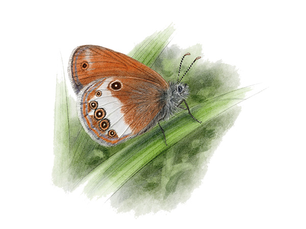 C&eacute;phale (Coenonympha&nbsp;arcania) &copy; Claire Motz Illustration